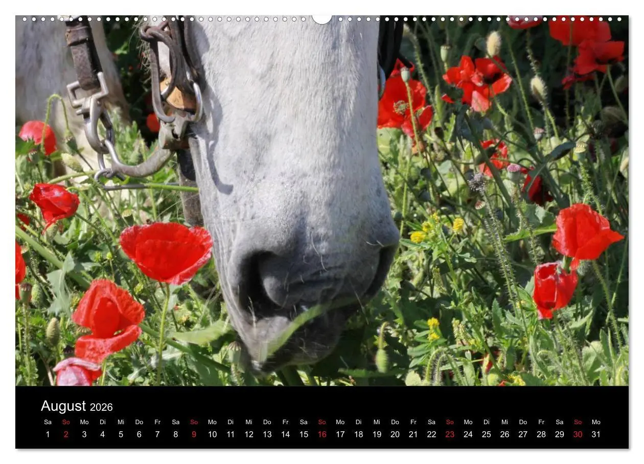 Bild: 9783516023060 | Caballos Spanische Pferde 2026 (hochwertiger Premium Wandkalender...