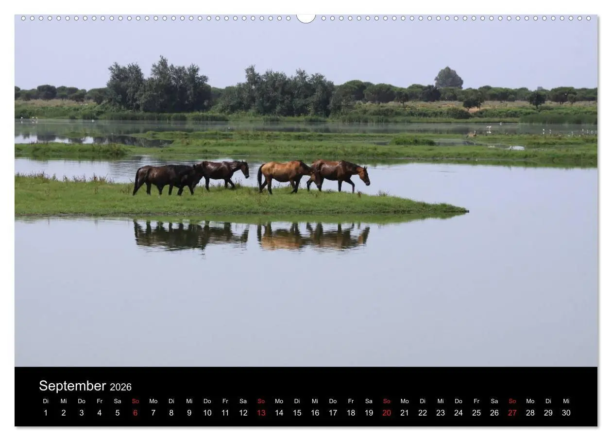 Bild: 9783516023060 | Caballos Spanische Pferde 2026 (hochwertiger Premium Wandkalender...