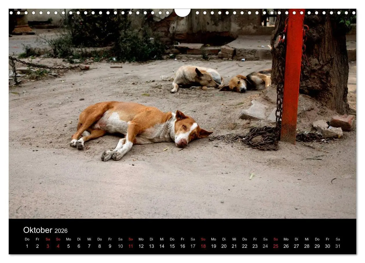 Bild: 9783516193060 | Straßenhunde (Wandkalender 2026 DIN A3 quer), CALVENDO Monatskalender