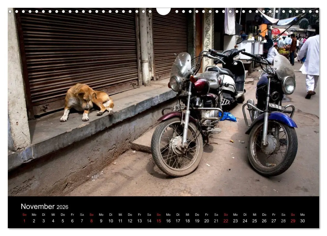 Bild: 9783516193060 | Straßenhunde (Wandkalender 2026 DIN A3 quer), CALVENDO Monatskalender
