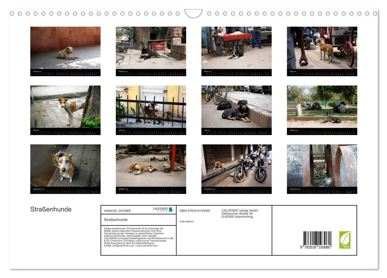 Bild: 9783516193060 | Straßenhunde (Wandkalender 2026 DIN A3 quer), CALVENDO Monatskalender