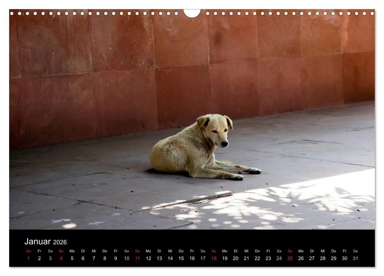 Bild: 9783516193060 | Straßenhunde (Wandkalender 2026 DIN A3 quer), CALVENDO Monatskalender