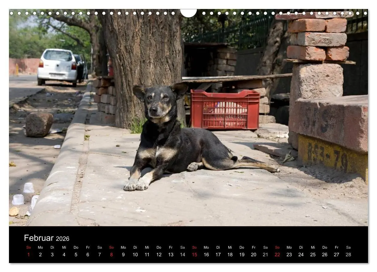 Bild: 9783516193060 | Straßenhunde (Wandkalender 2026 DIN A3 quer), CALVENDO Monatskalender
