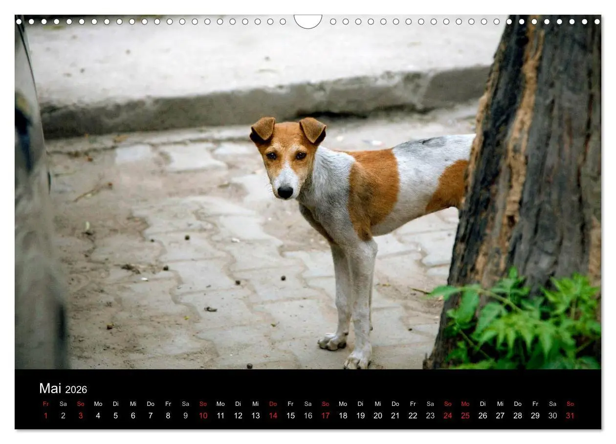 Bild: 9783516193060 | Straßenhunde (Wandkalender 2026 DIN A3 quer), CALVENDO Monatskalender
