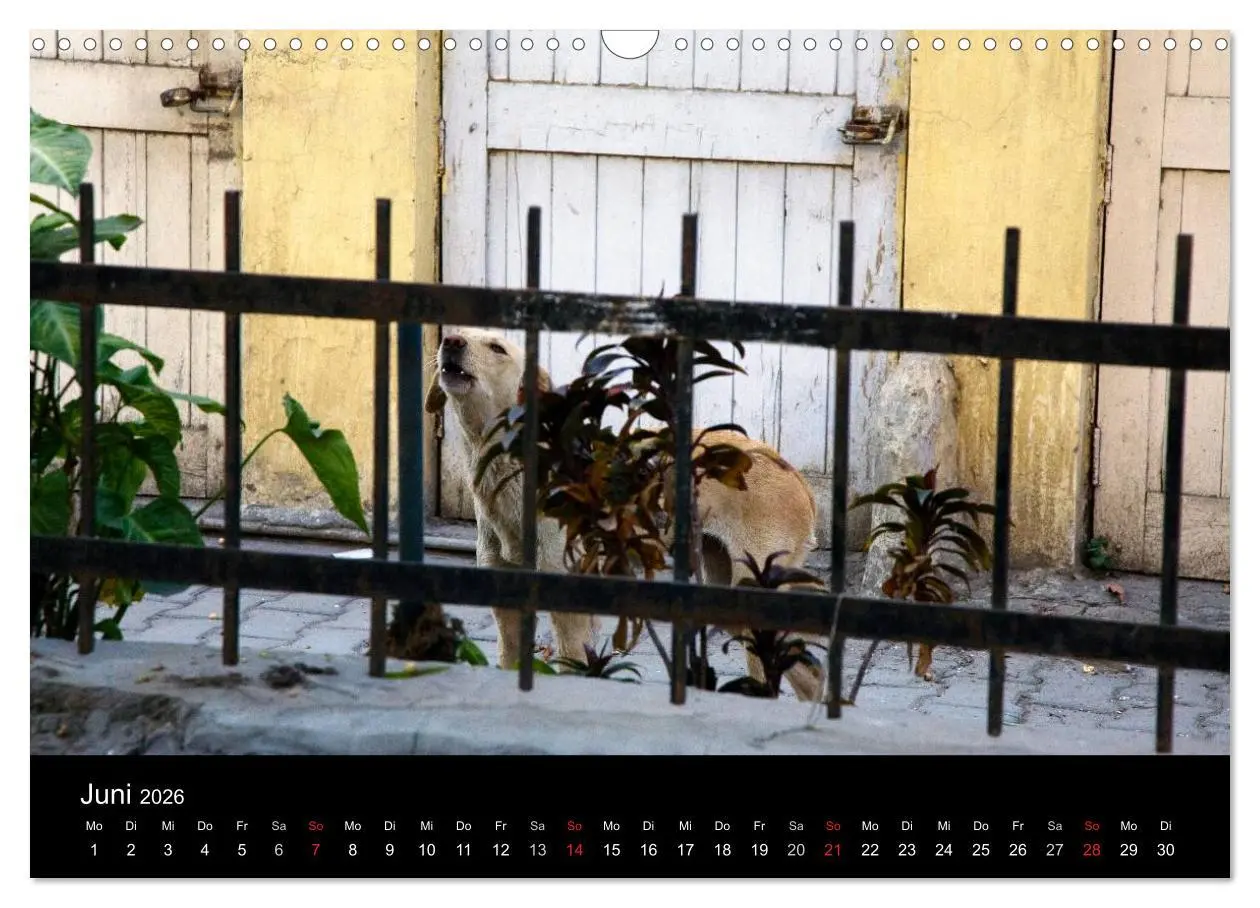Bild: 9783516193060 | Straßenhunde (Wandkalender 2026 DIN A3 quer), CALVENDO Monatskalender