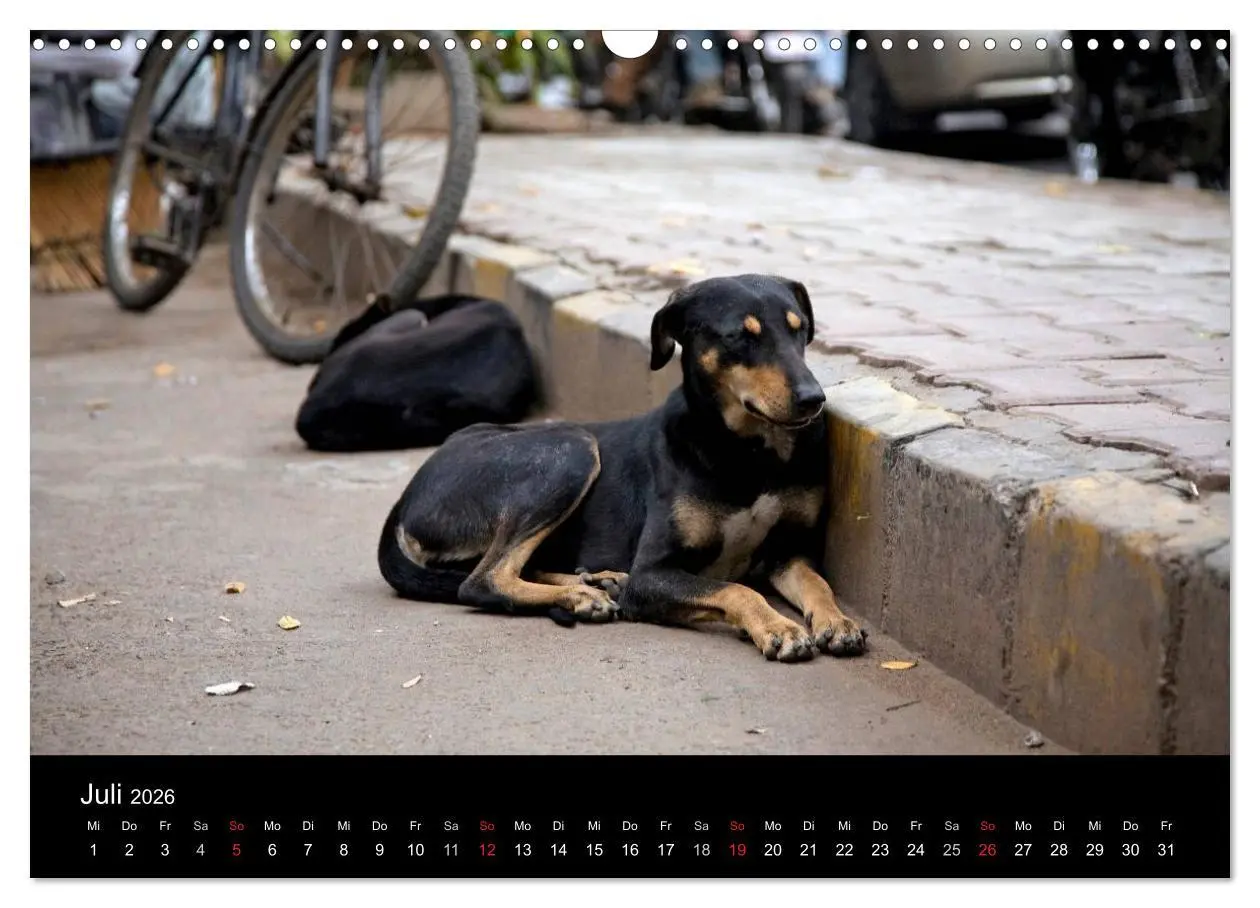 Bild: 9783516193060 | Straßenhunde (Wandkalender 2026 DIN A3 quer), CALVENDO Monatskalender