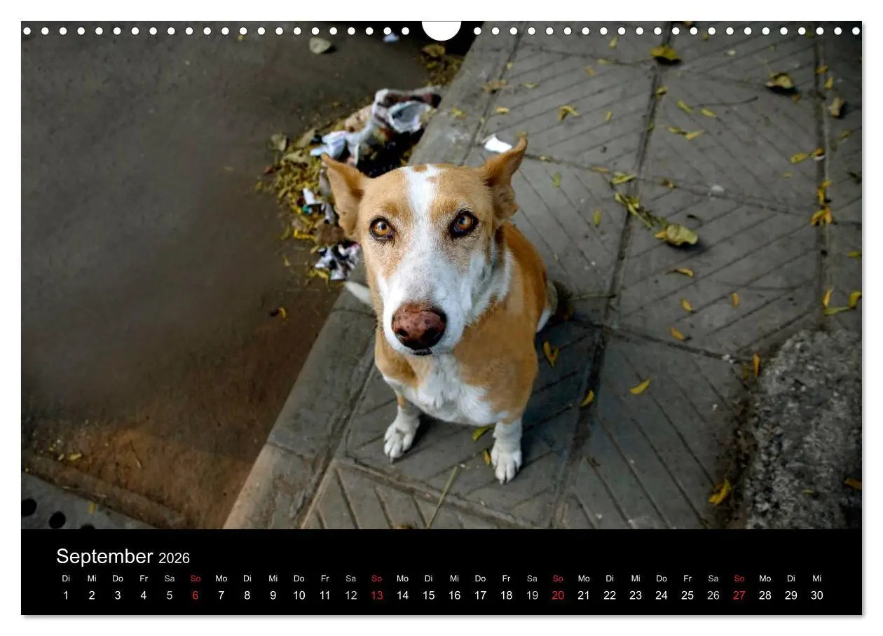 Bild: 9783516193060 | Straßenhunde (Wandkalender 2026 DIN A3 quer), CALVENDO Monatskalender