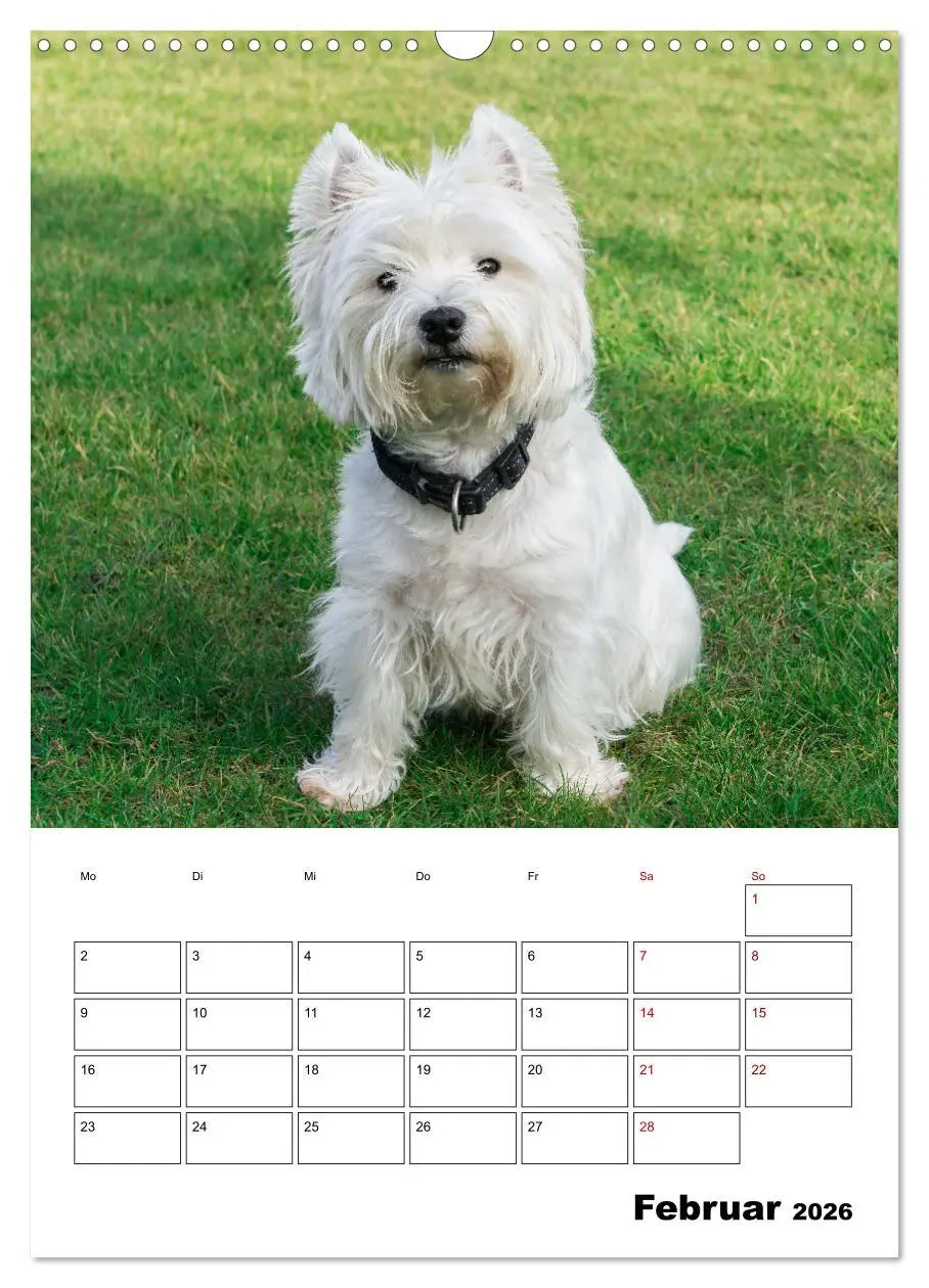 Bild: 9783516333060 | West Highland White Terrier - Herzensbrecher auf vier Pfoten...