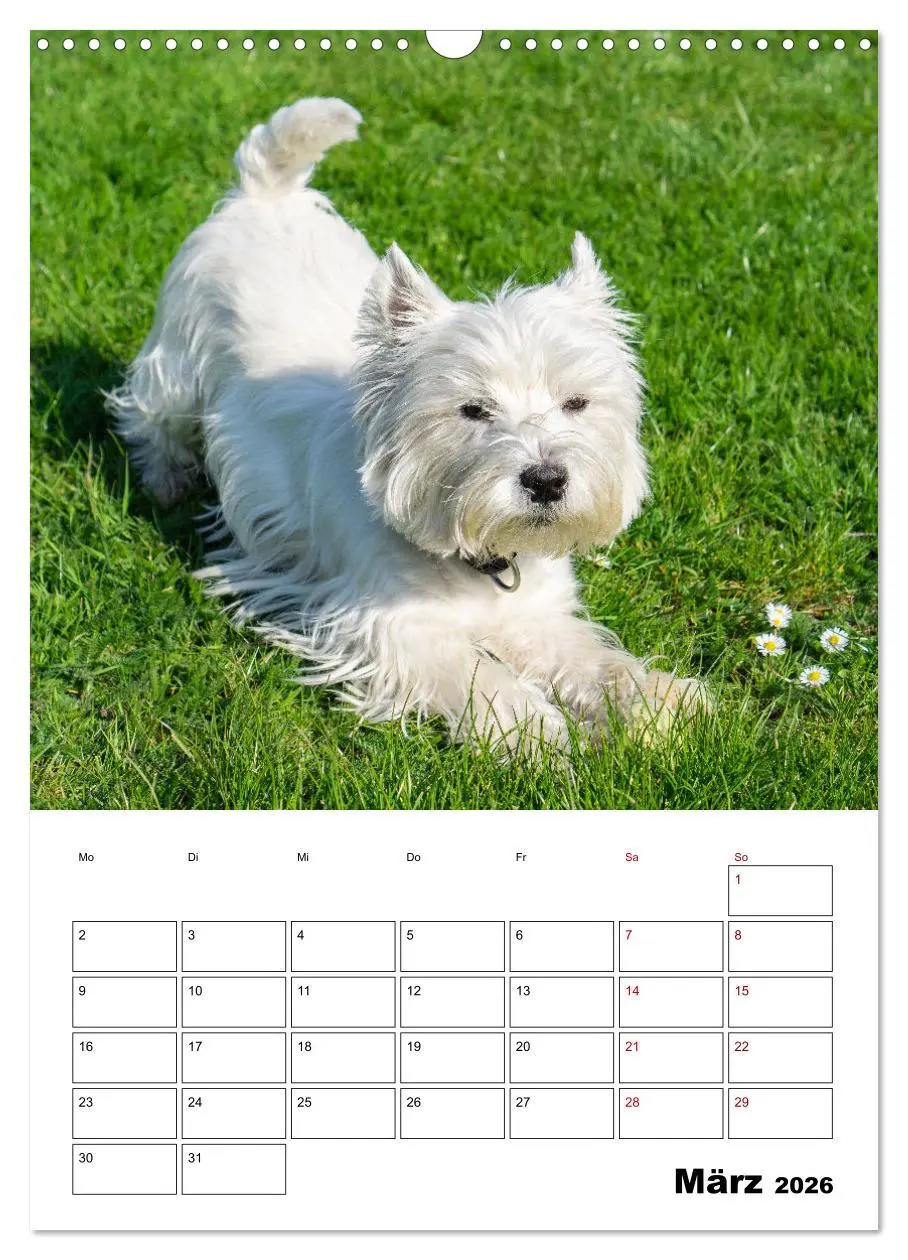 Bild: 9783516333060 | West Highland White Terrier - Herzensbrecher auf vier Pfoten...