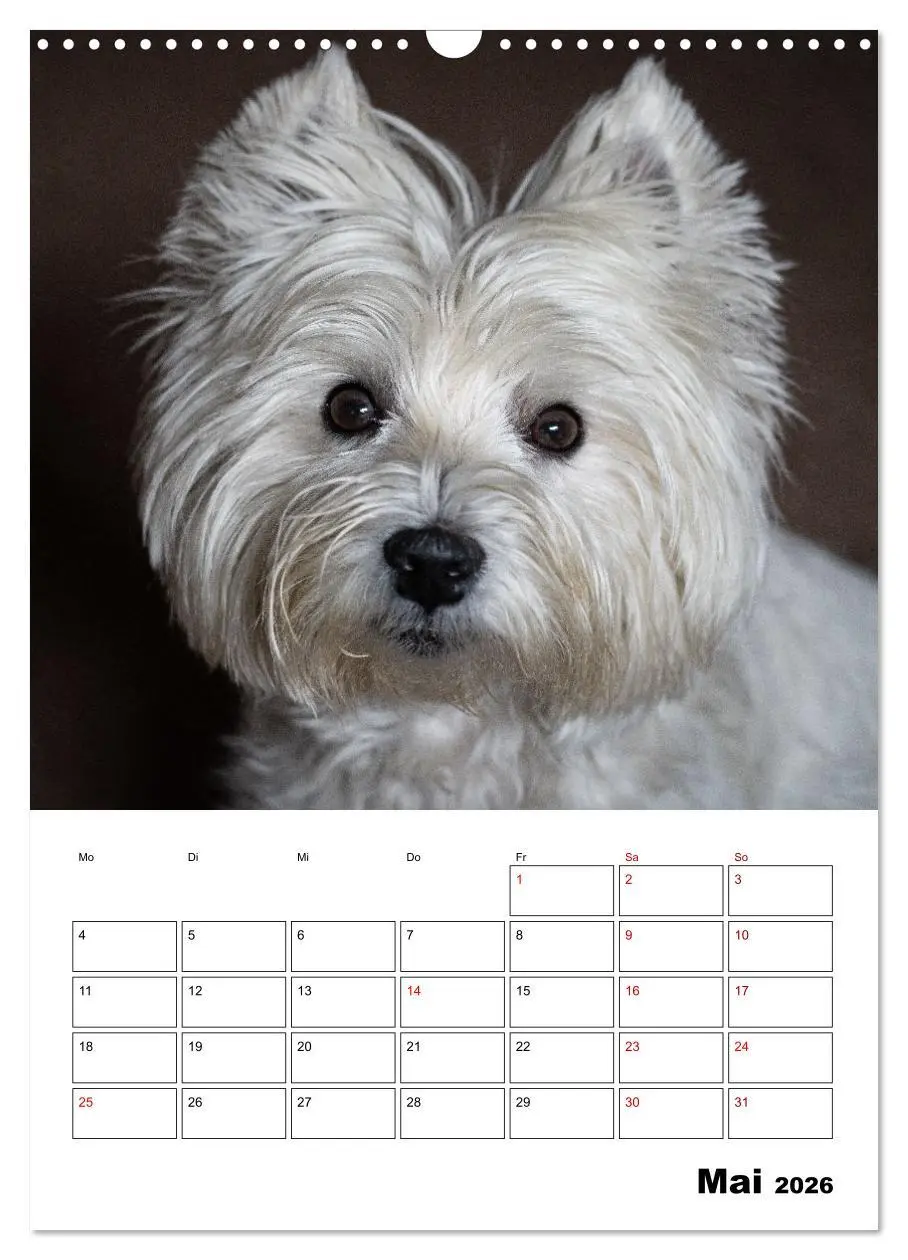 Bild: 9783516333060 | West Highland White Terrier - Herzensbrecher auf vier Pfoten...