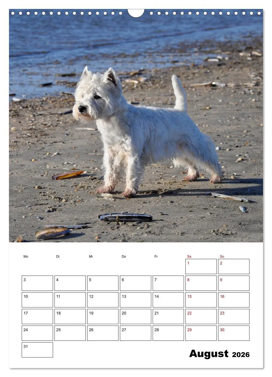 Bild: 9783516333060 | West Highland White Terrier - Herzensbrecher auf vier Pfoten...