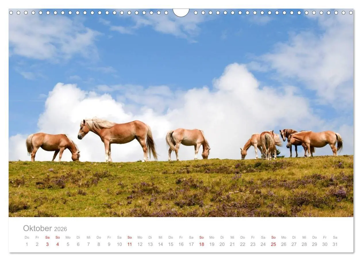 Bild: 9783516003260 | Pferde - In natürlicher Umgebung (Wandkalender 2026 DIN A3 quer),...
