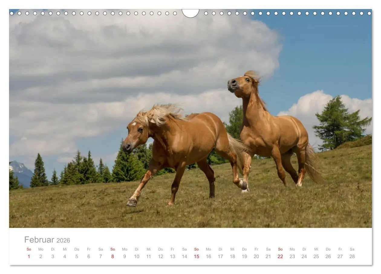 Bild: 9783516003260 | Pferde - In natürlicher Umgebung (Wandkalender 2026 DIN A3 quer),...
