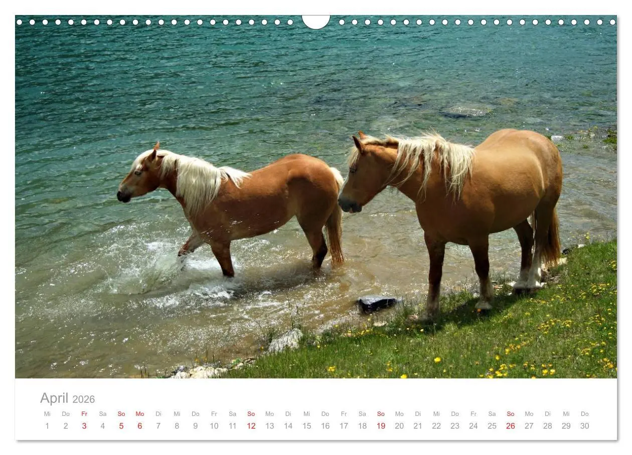 Bild: 9783516003260 | Pferde - In natürlicher Umgebung (Wandkalender 2026 DIN A3 quer),...