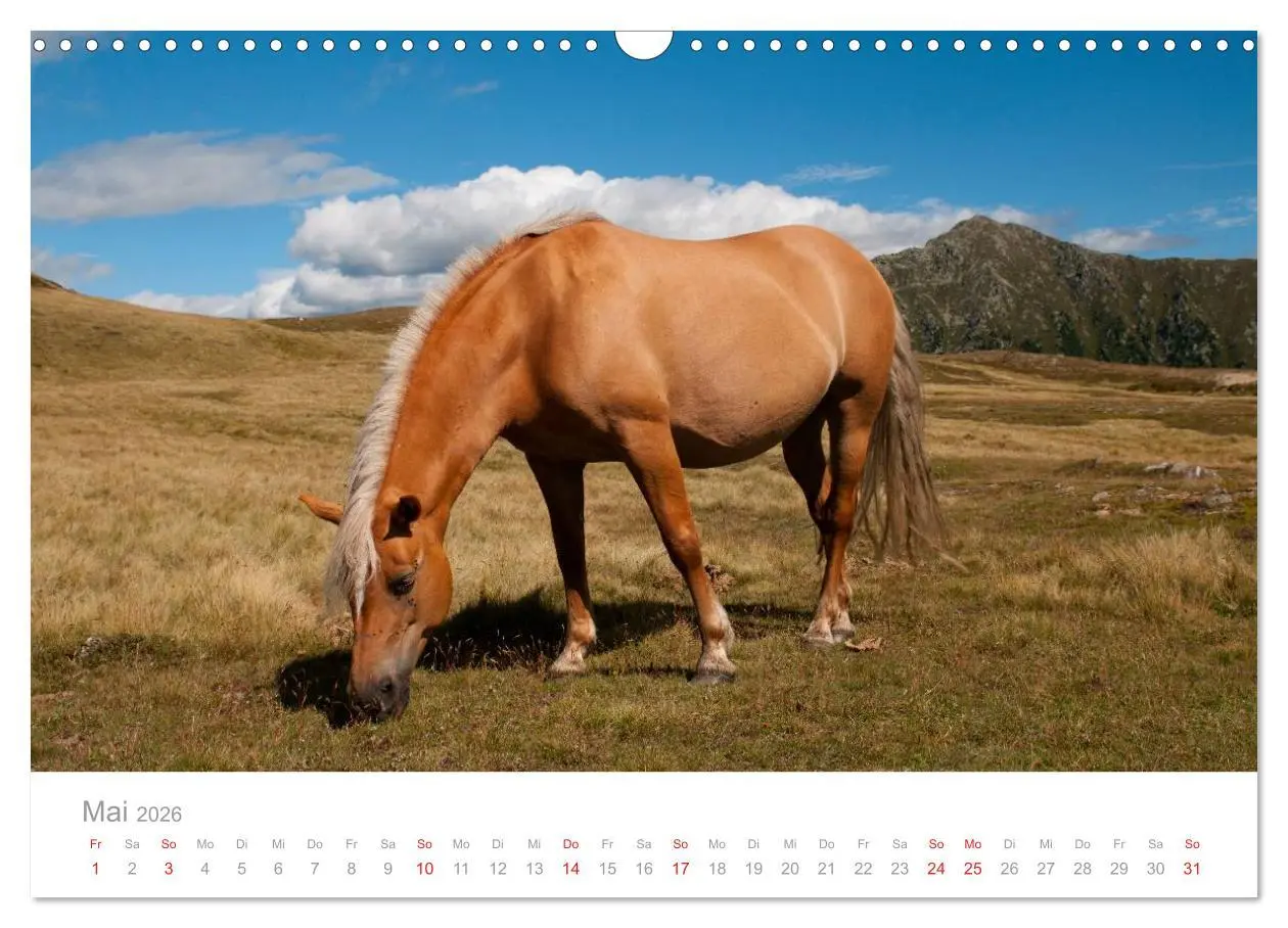 Bild: 9783516003260 | Pferde - In natürlicher Umgebung (Wandkalender 2026 DIN A3 quer),...