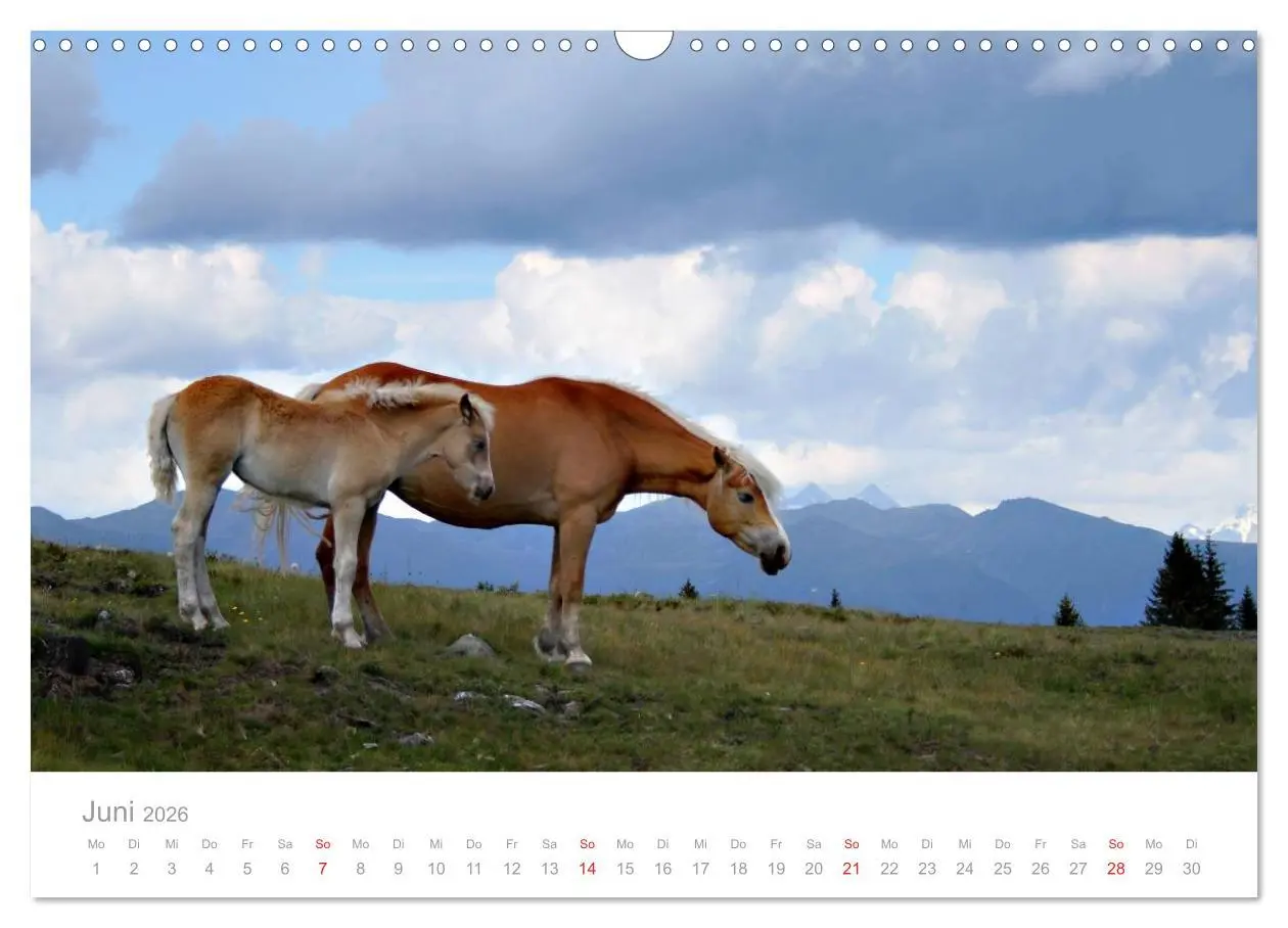 Bild: 9783516003260 | Pferde - In natürlicher Umgebung (Wandkalender 2026 DIN A3 quer),...