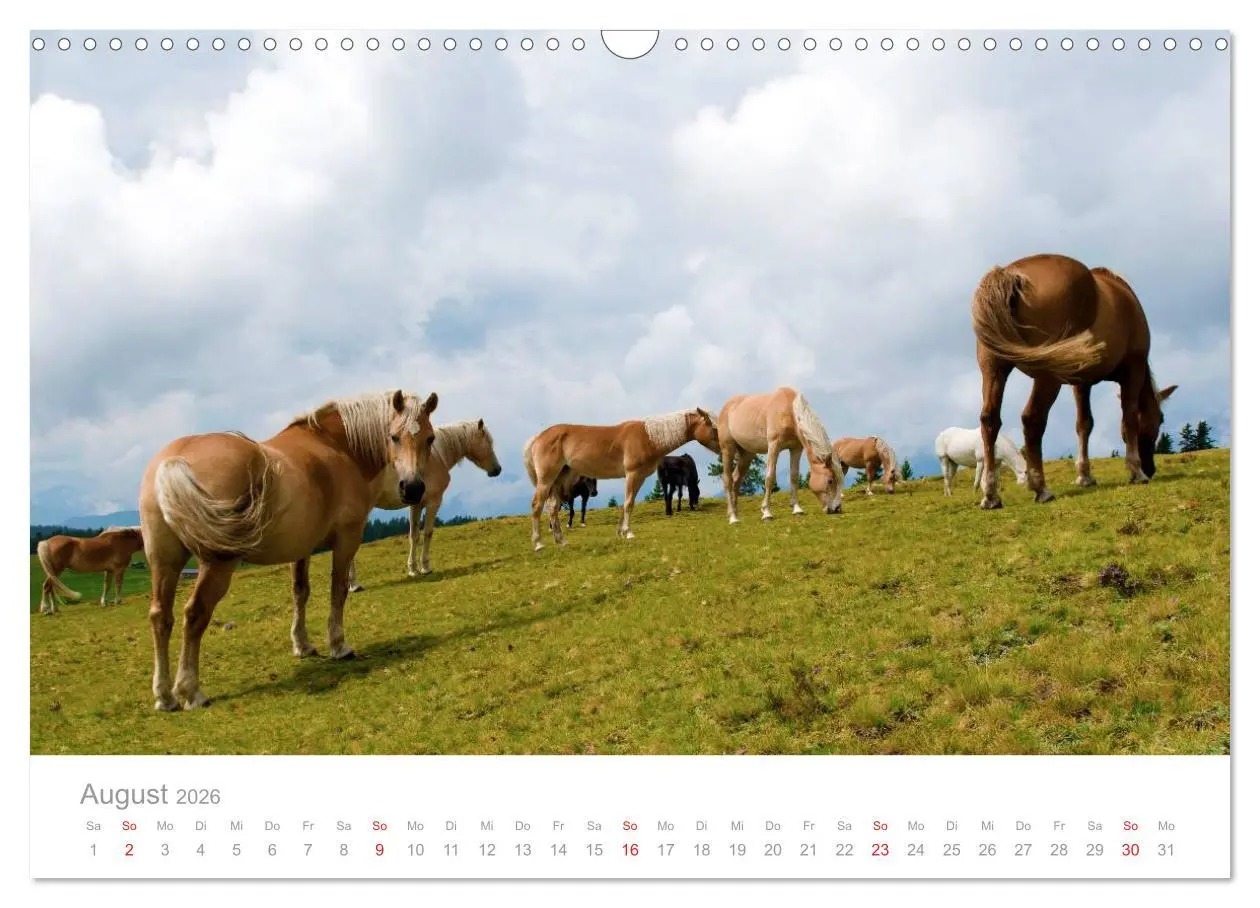 Bild: 9783516003260 | Pferde - In natürlicher Umgebung (Wandkalender 2026 DIN A3 quer),...