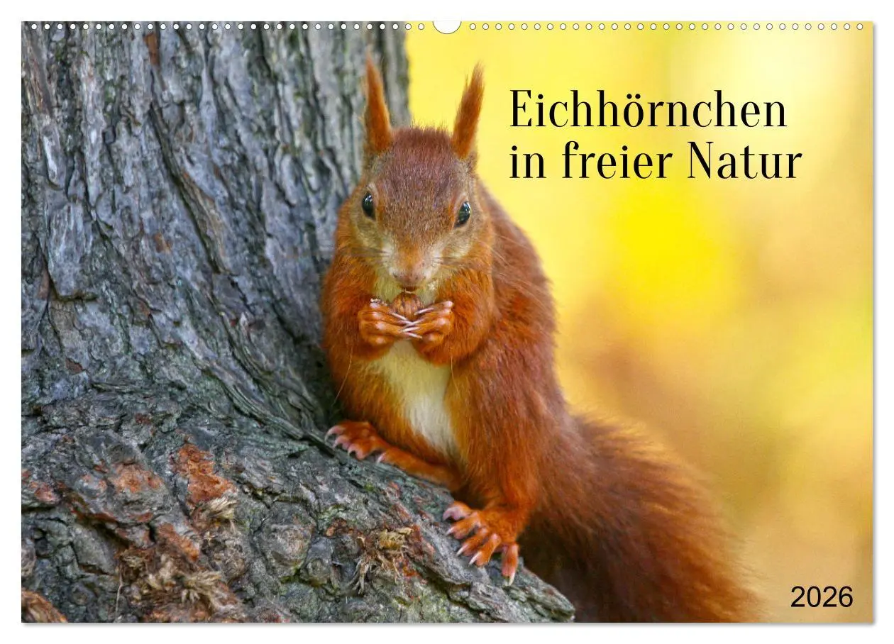 Cover: 9783516233360 | Eichhörnchen in freier Natur (Wandkalender 2026 DIN A2 quer),...