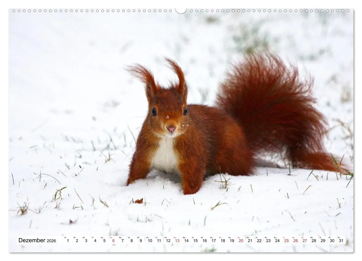 Bild: 9783516233360 | Eichhörnchen in freier Natur (Wandkalender 2026 DIN A2 quer),...