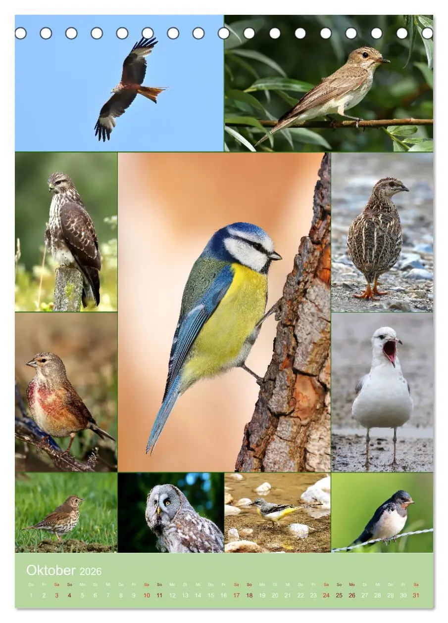 Bild: 9783516303360 | Alles für die Vögel (Tischkalender 2026 DIN A5 hoch), CALVENDO...
