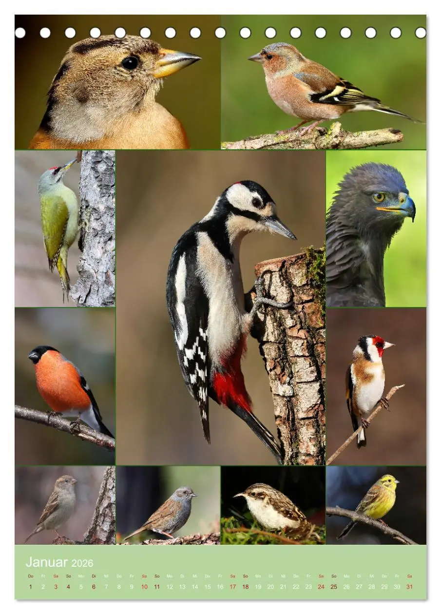Bild: 9783516303360 | Alles für die Vögel (Tischkalender 2026 DIN A5 hoch), CALVENDO...