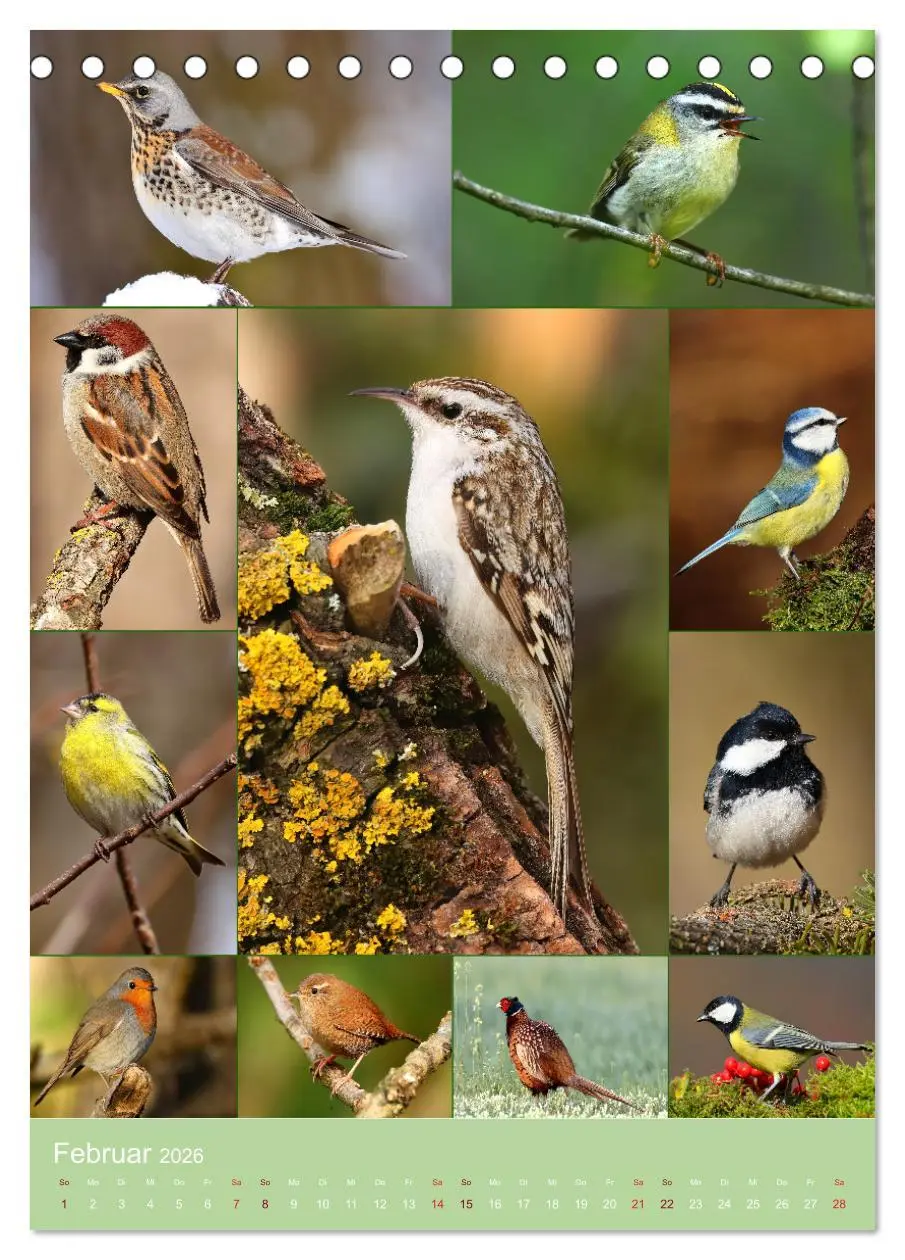 Bild: 9783516303360 | Alles für die Vögel (Tischkalender 2026 DIN A5 hoch), CALVENDO...