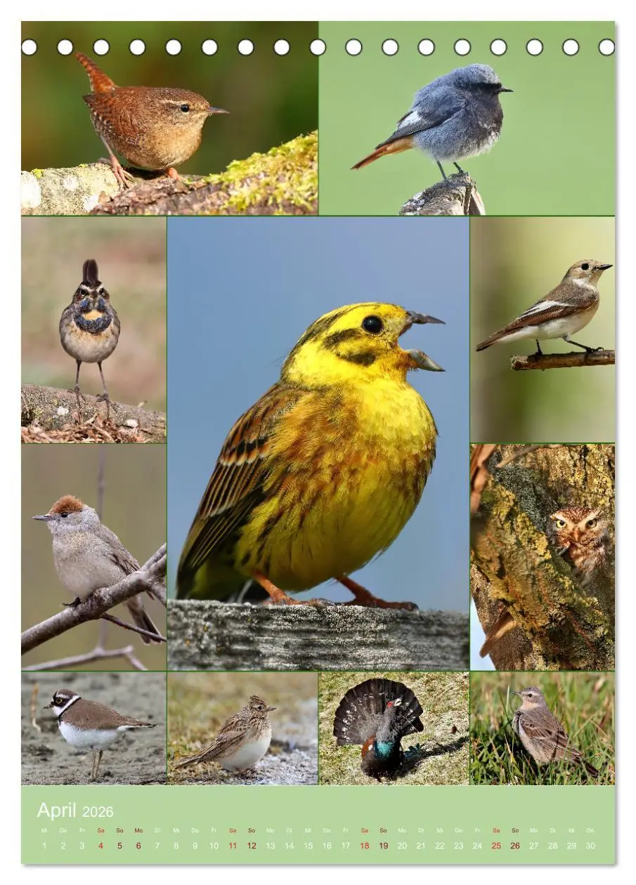 Bild: 9783516303360 | Alles für die Vögel (Tischkalender 2026 DIN A5 hoch), CALVENDO...