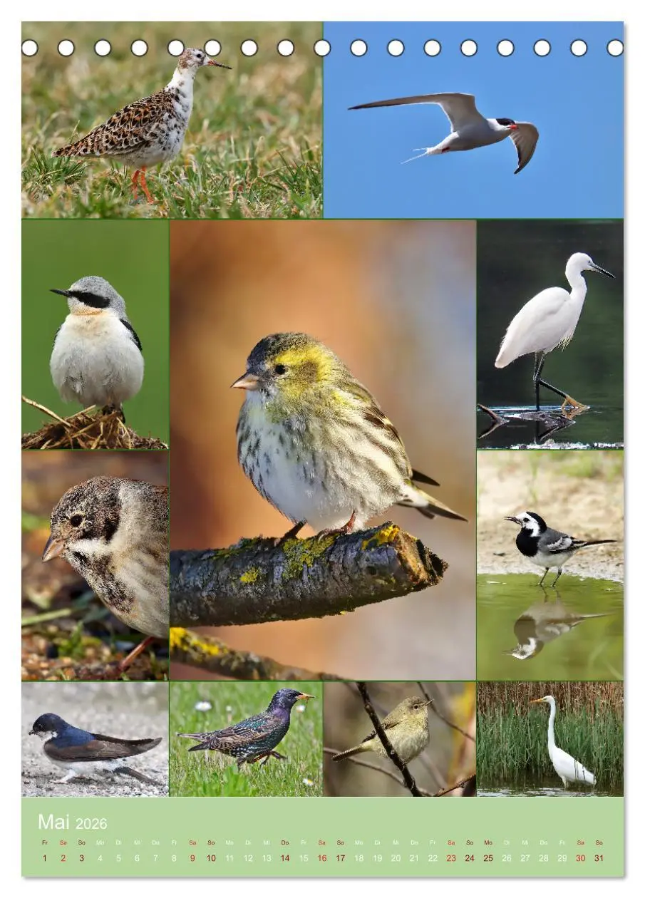 Bild: 9783516303360 | Alles für die Vögel (Tischkalender 2026 DIN A5 hoch), CALVENDO...