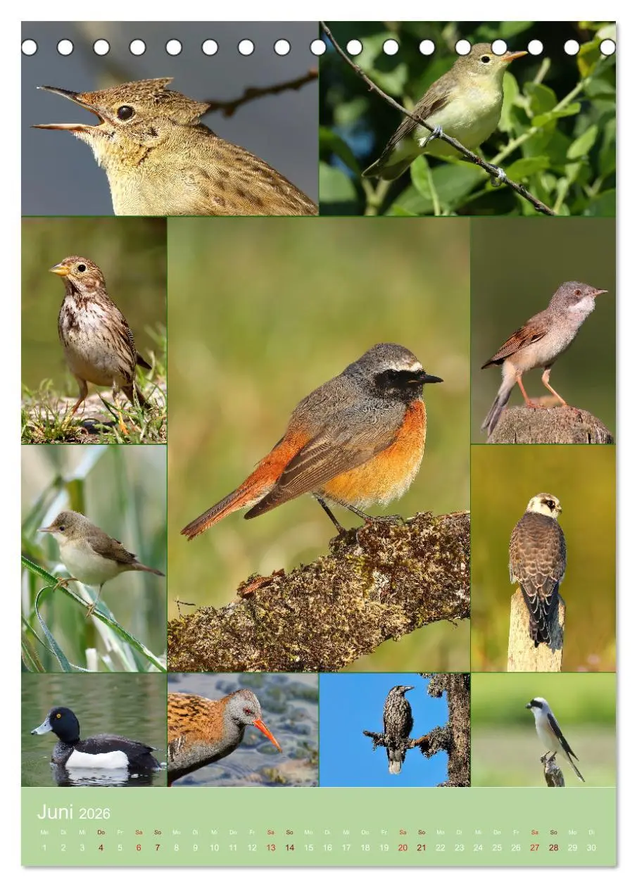 Bild: 9783516303360 | Alles für die Vögel (Tischkalender 2026 DIN A5 hoch), CALVENDO...