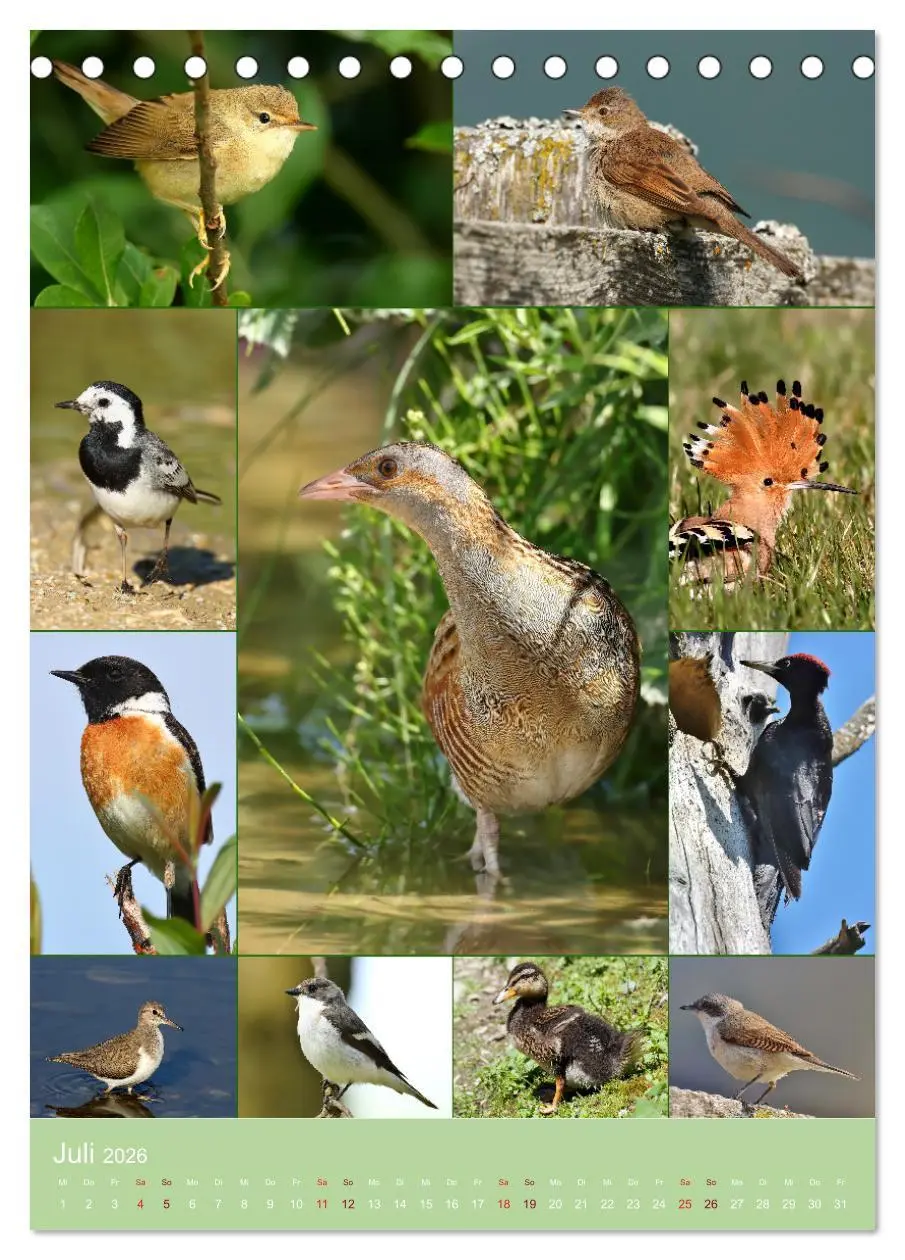 Bild: 9783516303360 | Alles für die Vögel (Tischkalender 2026 DIN A5 hoch), CALVENDO...