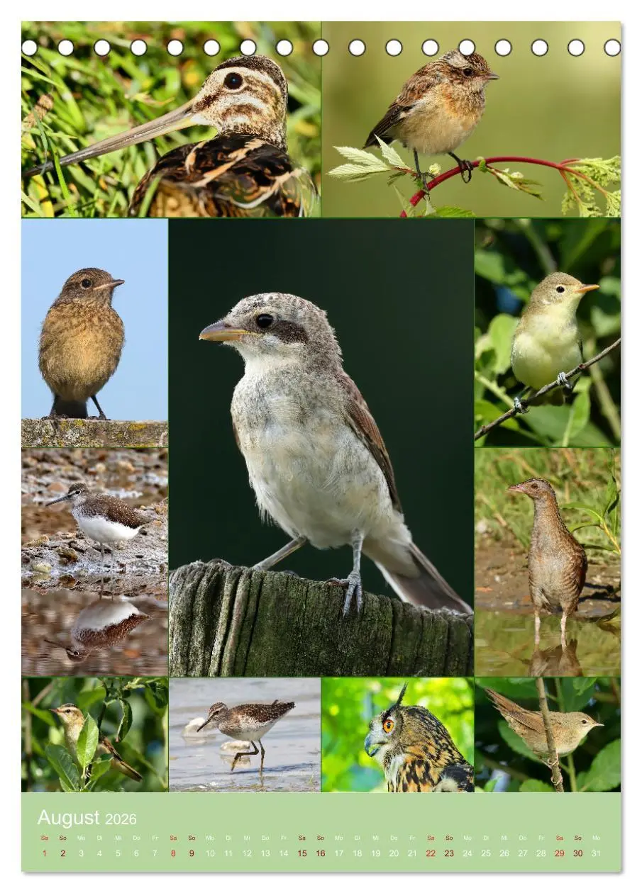 Bild: 9783516303360 | Alles für die Vögel (Tischkalender 2026 DIN A5 hoch), CALVENDO...
