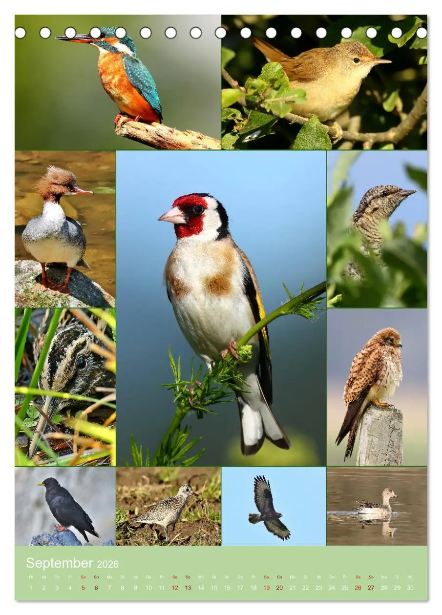 Bild: 9783516303360 | Alles für die Vögel (Tischkalender 2026 DIN A5 hoch), CALVENDO...