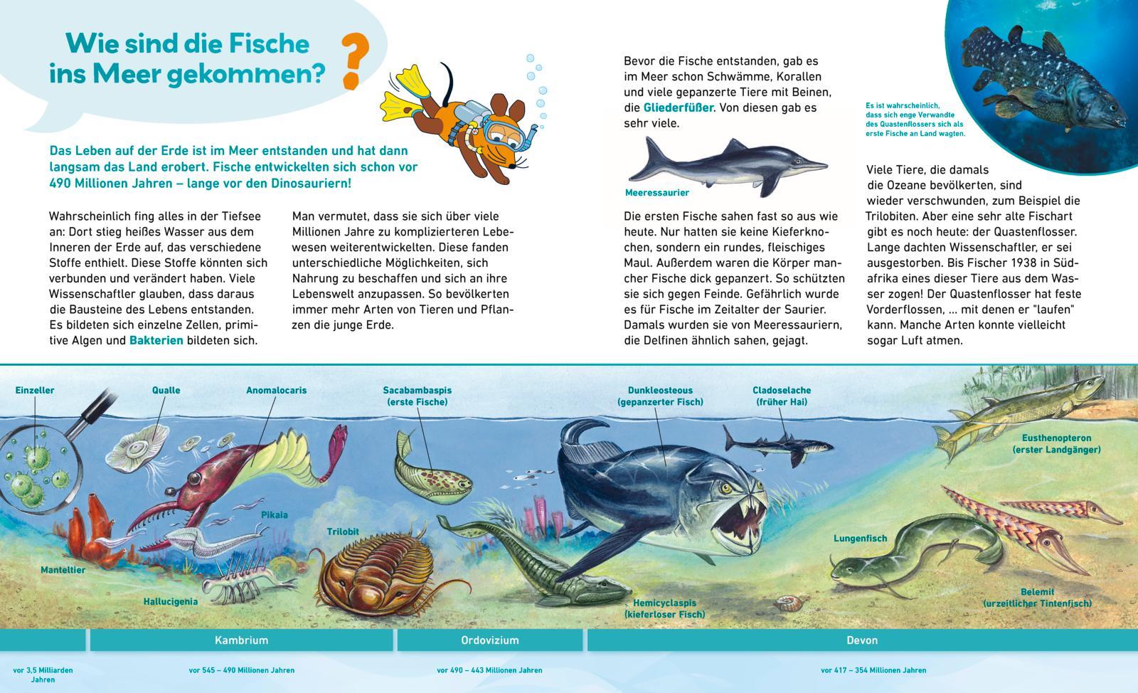 Bild: 9783551253460 | Frag doch mal ... die Maus: Meere und Ozeane | Sylvia Englert | Buch