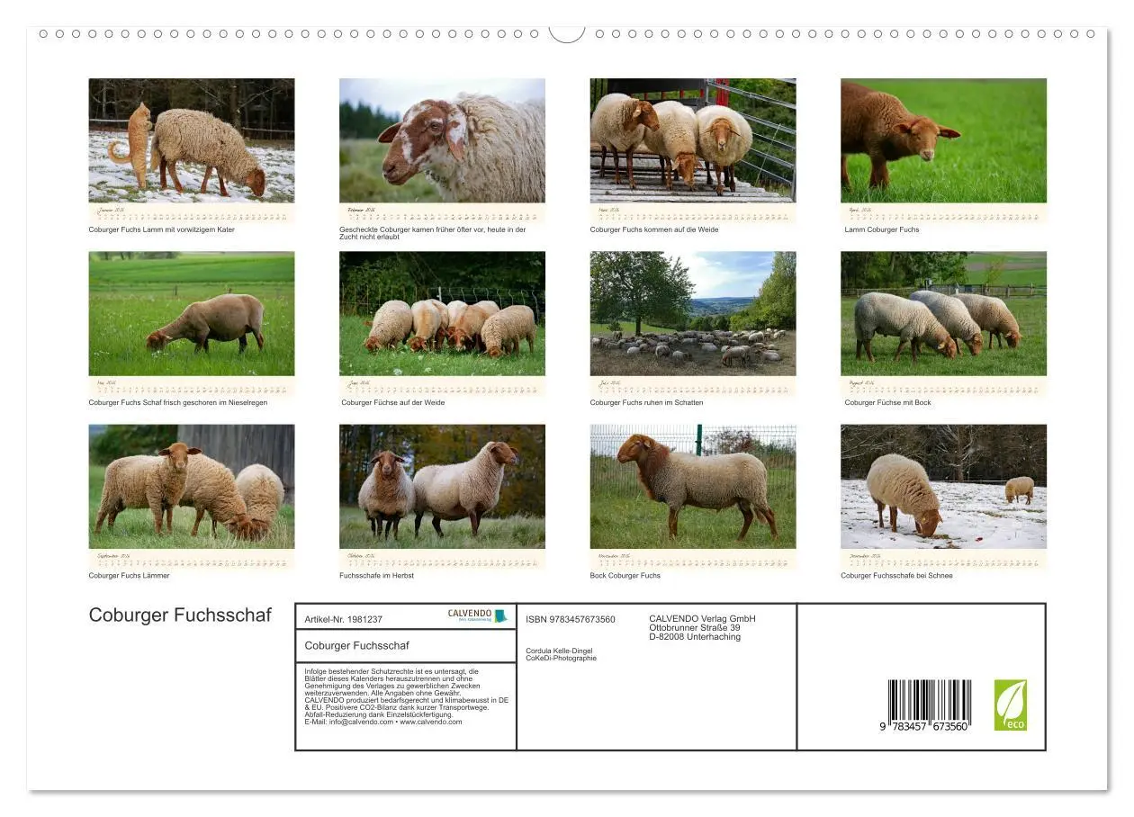 Bild: 9783457673560 | Coburger Fuchsschaf (hochwertiger Premium Wandkalender 2026 DIN A2...