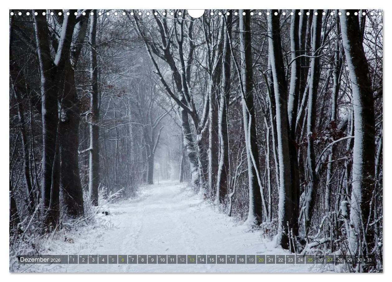 Bild: 9783516143560 | Bäume (Wandkalender 2026 DIN A3 quer), CALVENDO Monatskalender | Cross