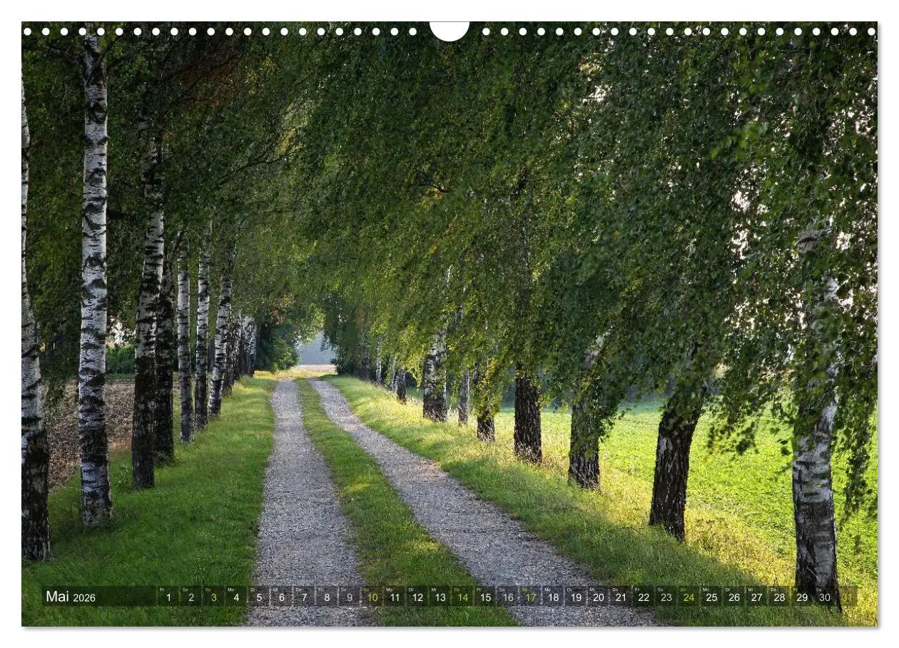 Bild: 9783516143560 | Bäume (Wandkalender 2026 DIN A3 quer), CALVENDO Monatskalender | Cross