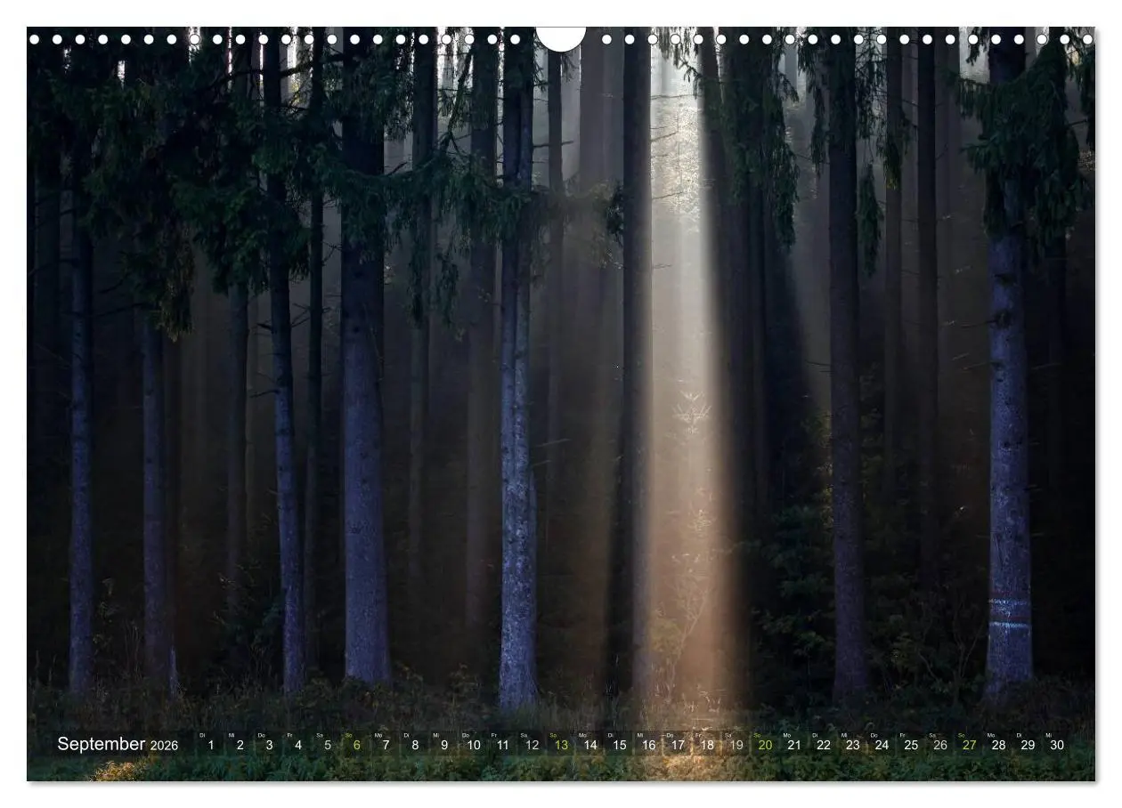 Bild: 9783516143560 | Bäume (Wandkalender 2026 DIN A3 quer), CALVENDO Monatskalender | Cross