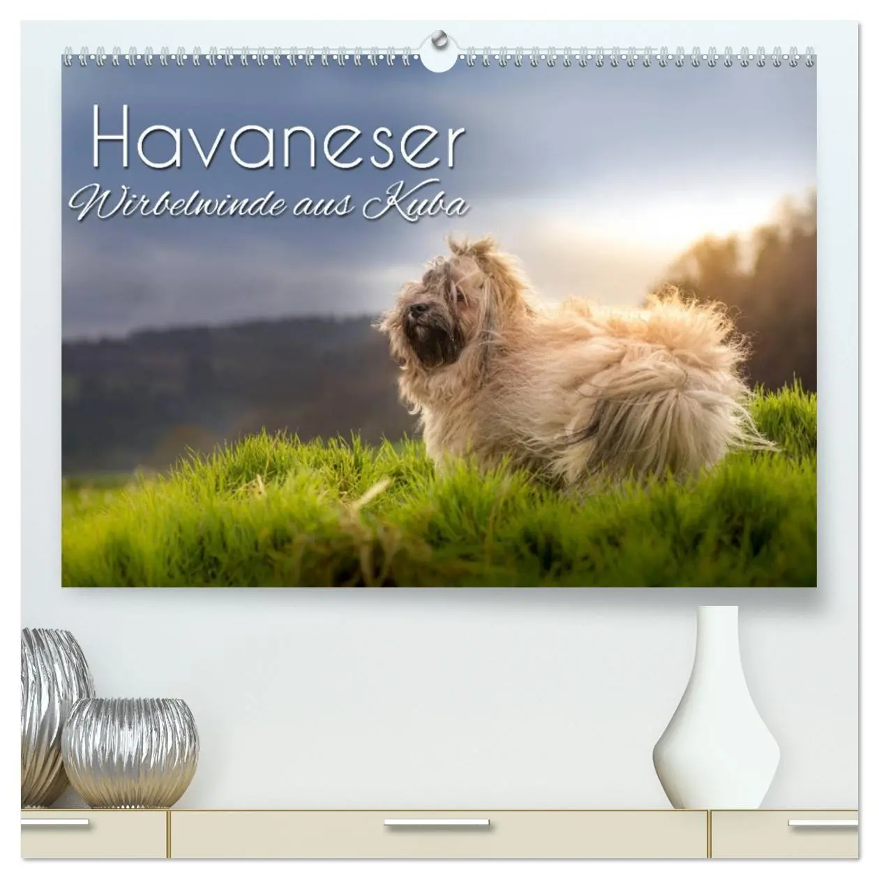 Cover: 9783457733660 | Havaneser - Wirbelwinde aus Kuba (hochwertiger Premium Wandkalender...
