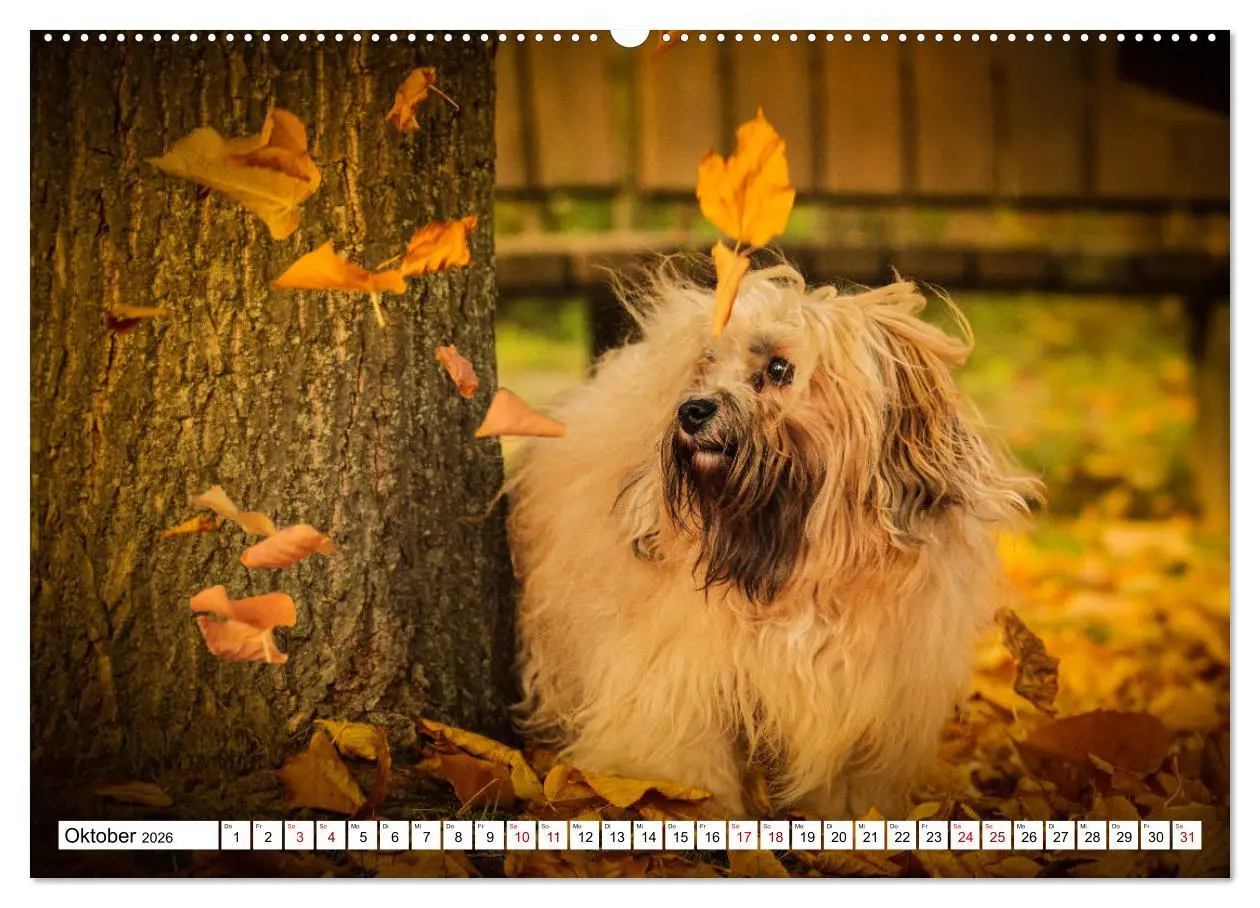Bild: 9783457733660 | Havaneser - Wirbelwinde aus Kuba (hochwertiger Premium Wandkalender...