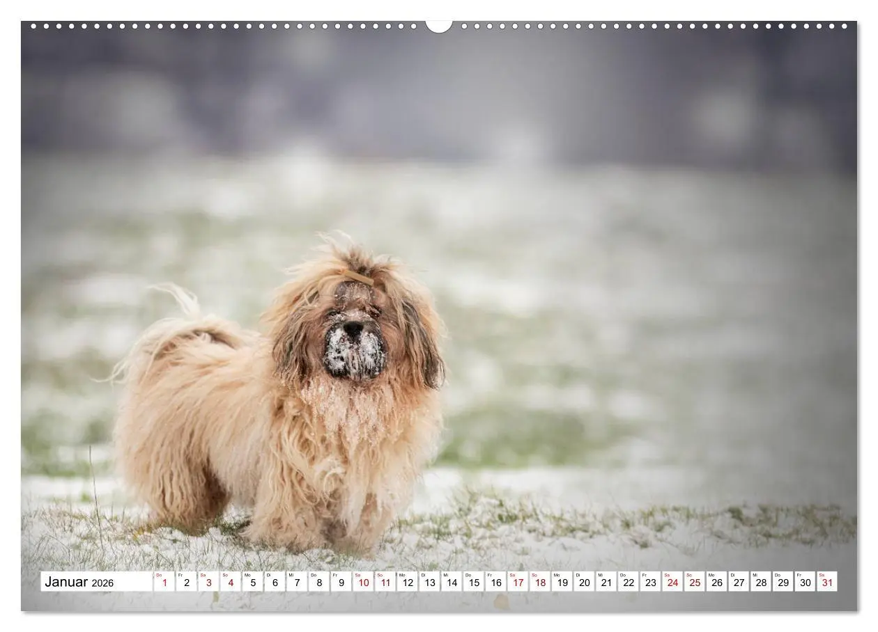 Bild: 9783457733660 | Havaneser - Wirbelwinde aus Kuba (hochwertiger Premium Wandkalender...