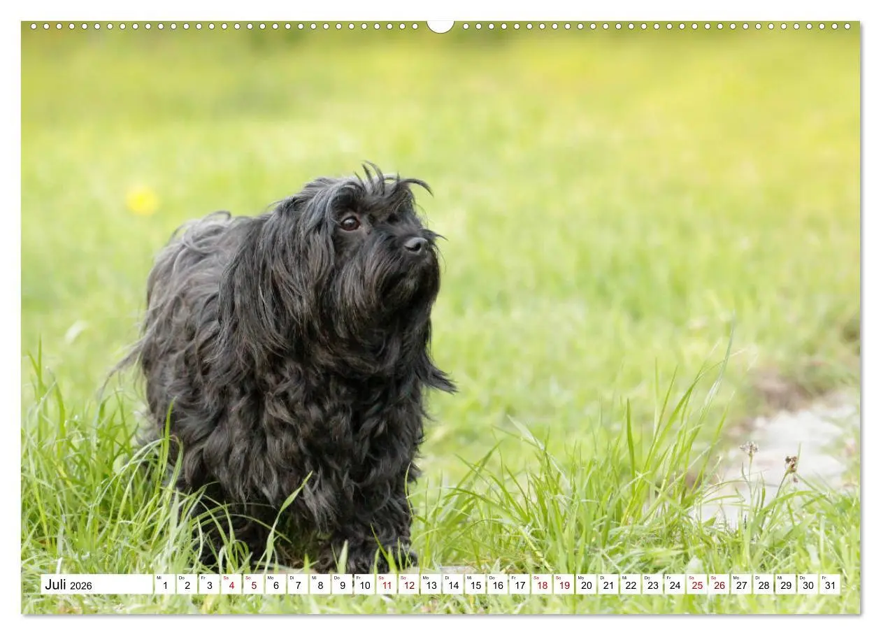 Bild: 9783457733660 | Havaneser - Wirbelwinde aus Kuba (hochwertiger Premium Wandkalender...