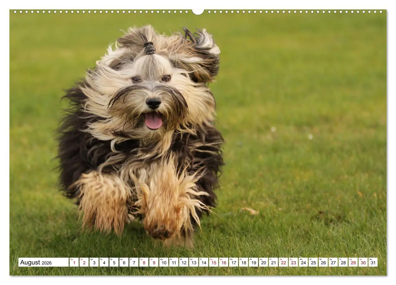 Bild: 9783457733660 | Havaneser - Wirbelwinde aus Kuba (hochwertiger Premium Wandkalender...