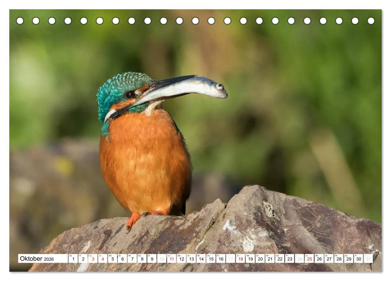 Bild: 9783457973660 | Faszination Eisvogel (Tischkalender 2026 DIN A5 quer), CALVENDO...