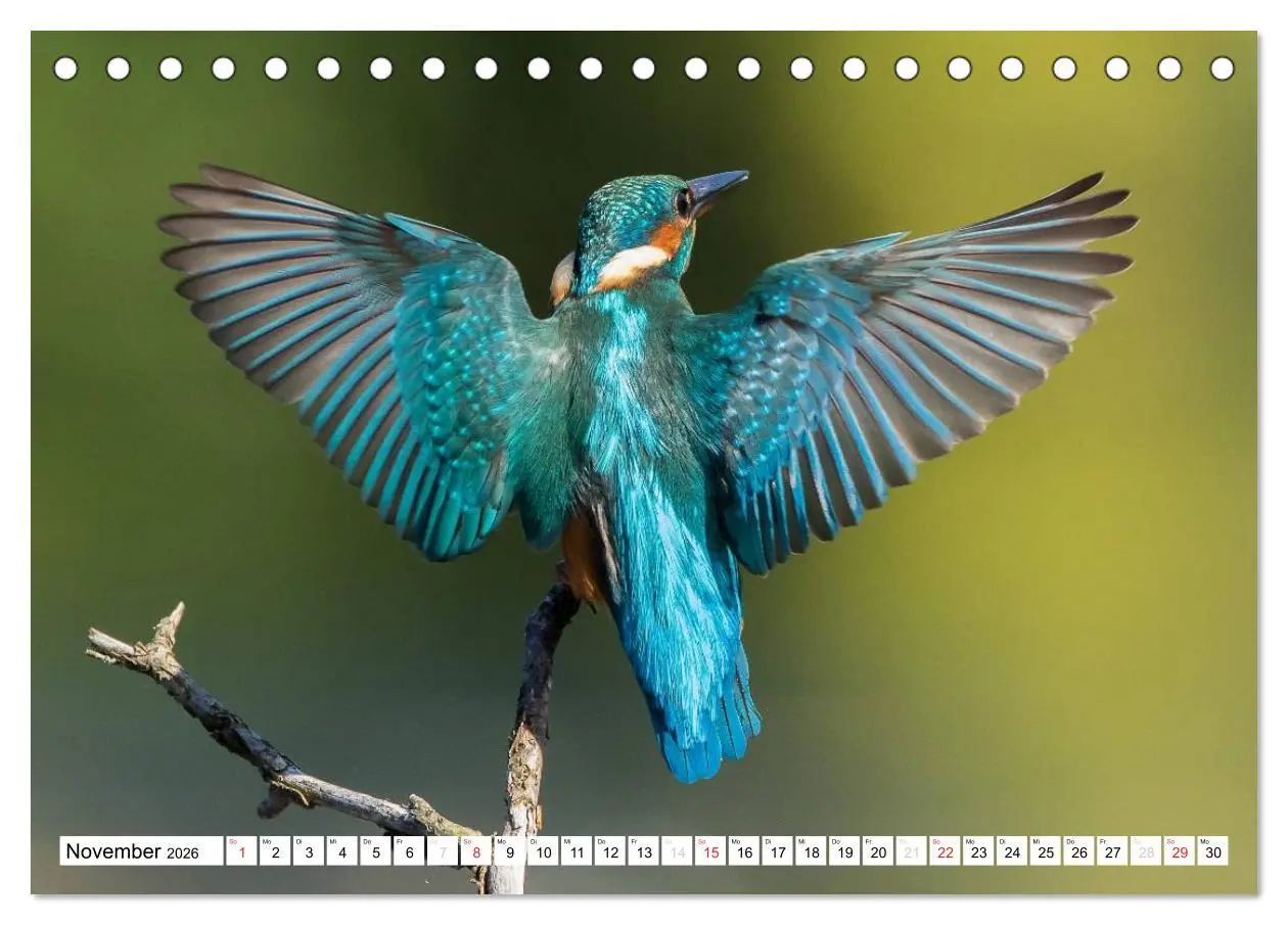 Bild: 9783457973660 | Faszination Eisvogel (Tischkalender 2026 DIN A5 quer), CALVENDO...