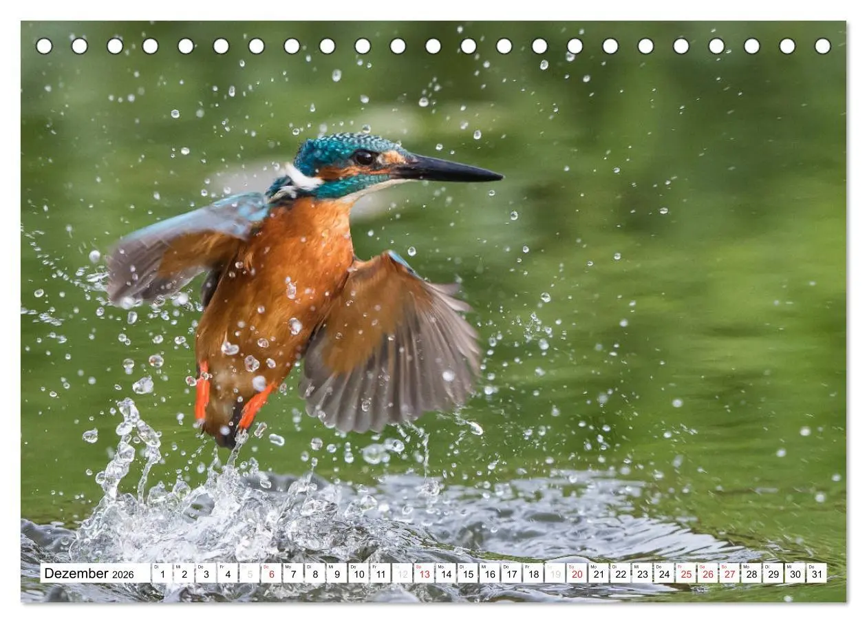 Bild: 9783457973660 | Faszination Eisvogel (Tischkalender 2026 DIN A5 quer), CALVENDO...