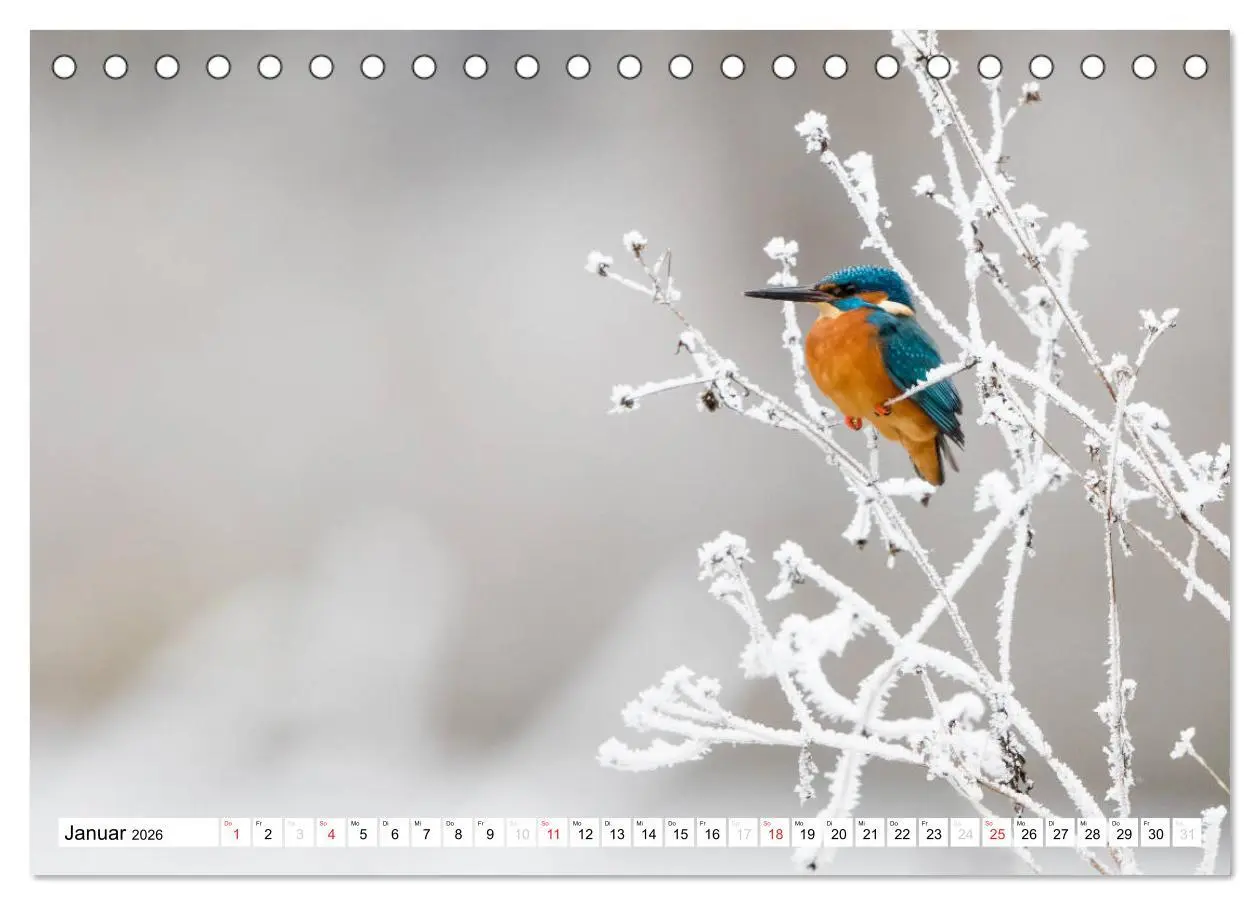 Bild: 9783457973660 | Faszination Eisvogel (Tischkalender 2026 DIN A5 quer), CALVENDO...