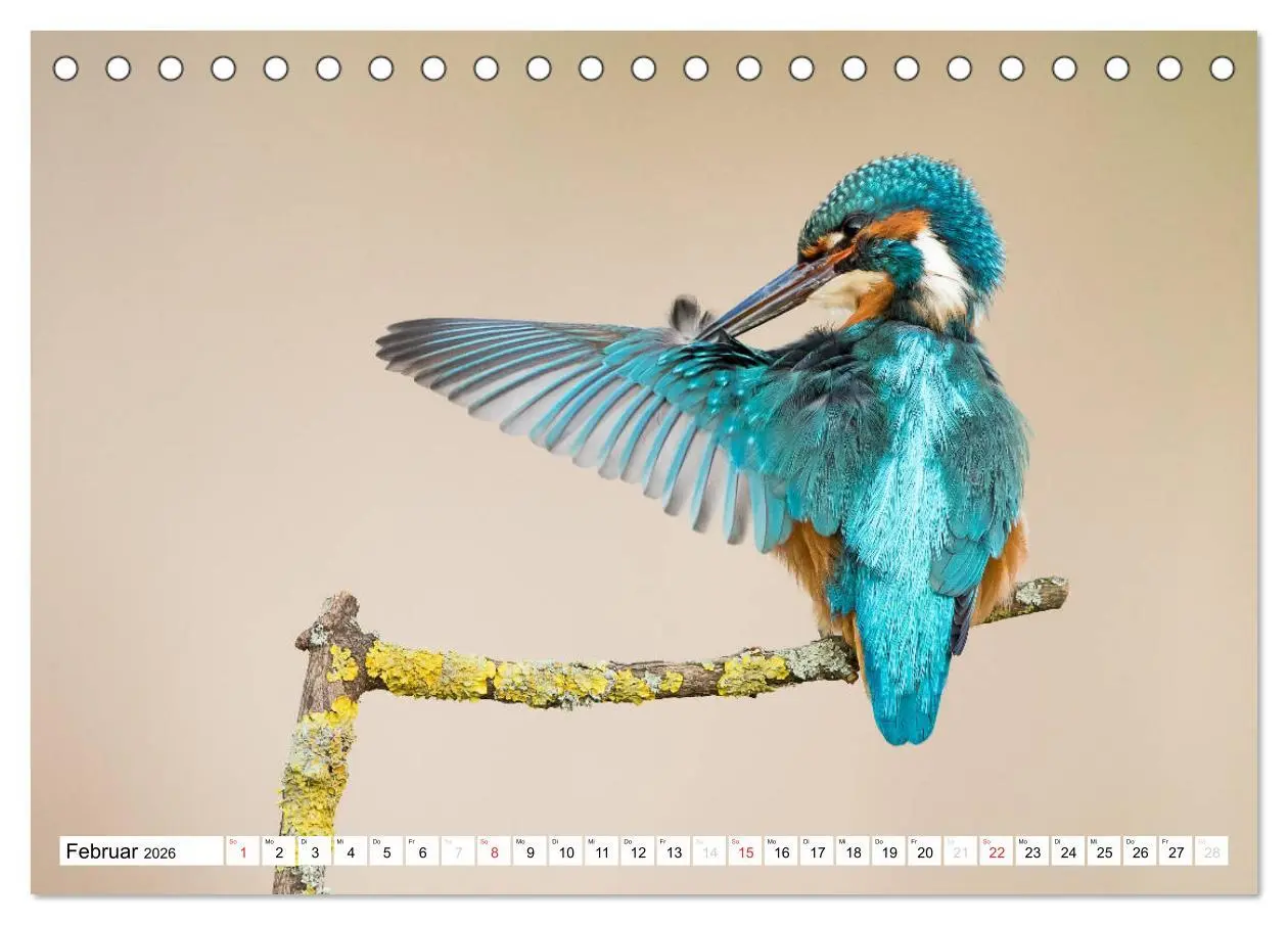 Bild: 9783457973660 | Faszination Eisvogel (Tischkalender 2026 DIN A5 quer), CALVENDO...