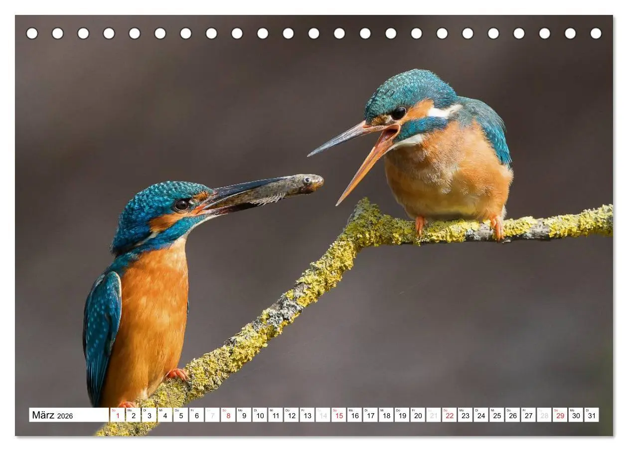 Bild: 9783457973660 | Faszination Eisvogel (Tischkalender 2026 DIN A5 quer), CALVENDO...