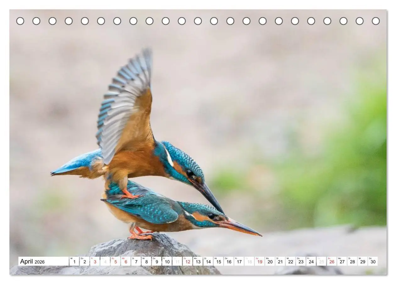 Bild: 9783457973660 | Faszination Eisvogel (Tischkalender 2026 DIN A5 quer), CALVENDO...