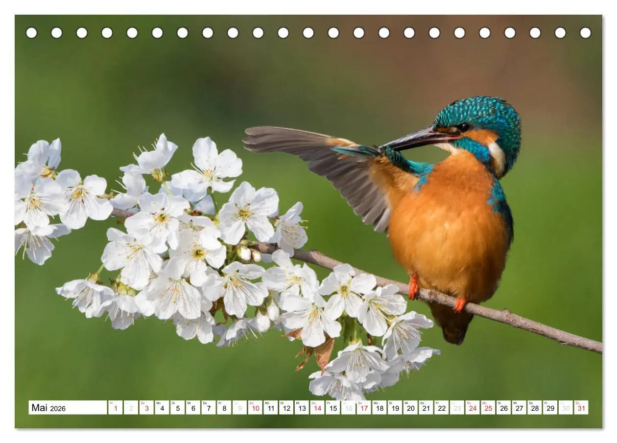 Bild: 9783457973660 | Faszination Eisvogel (Tischkalender 2026 DIN A5 quer), CALVENDO...